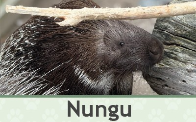 Dikobraz Nungu – Farmapark u Toma